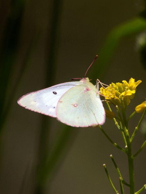 Unidentified Sulphur, Blue Ridge Parkway